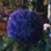''SIR HAROLD ACTON AWARD''	
VILLA LA PIETRA	
FIRENZE 1998